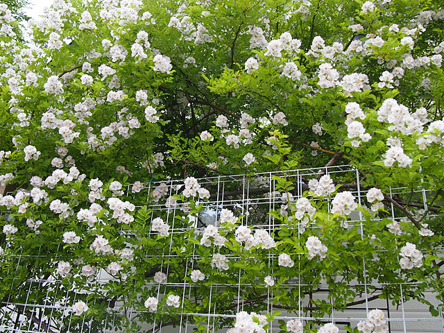 札幌マイガーデン つるバラにピッタリなトレメッシュフェンス 有限会社マイガーデン タカショー リフォームガーデンクラブ