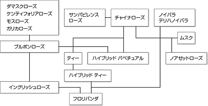 バラの系統概略図