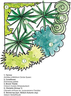 1.5×1.5mのコーナーベッドの植栽提案。のこぎり草、あざみ、クレマチス、セダム（万年草）を配置
