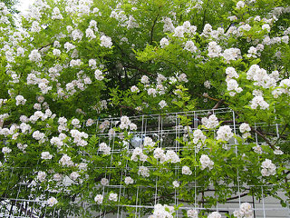 札幌マイガーデン　つるバラにピッタリなトレメッシュフェンス！
