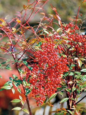 冬に美しい赤い実をつけるナンテン（石川県 兼六園）