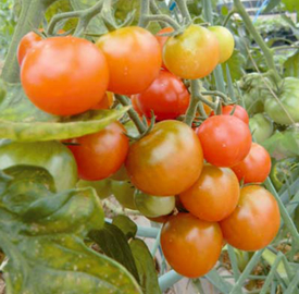 一番人気のミニトマトは品種も多く収穫が長く楽しめる（岡山県　瀬戸内市A邸）